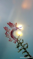 Sunset behind the Nudi

Shot on compact camera with no ... by Tim Ho 